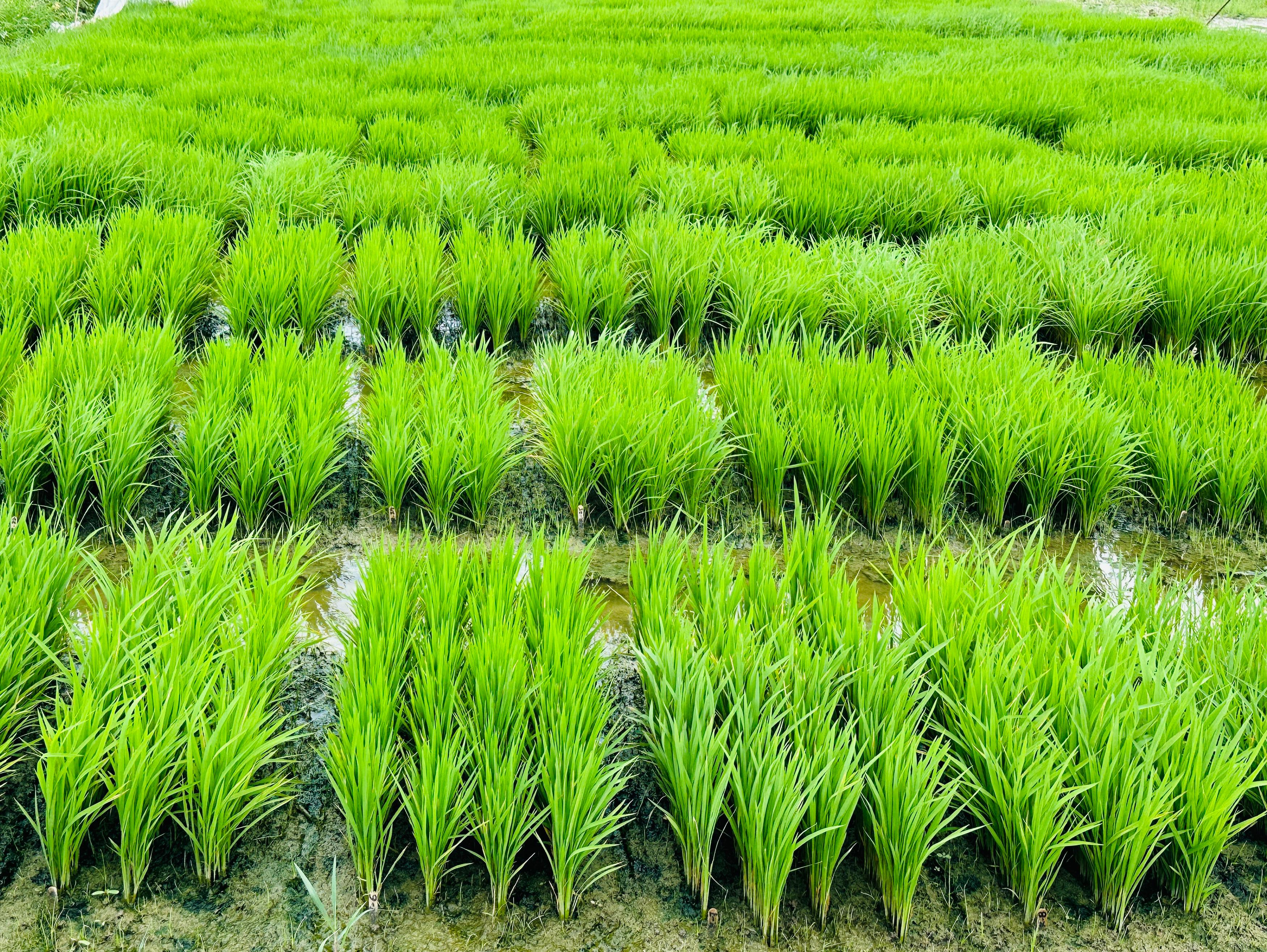 Rice seedling trials